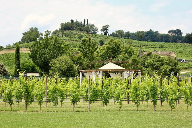 Romantic Lunch in the Vine Rows in Tuscany - Roast meat, potatoes, and a sweet finish
