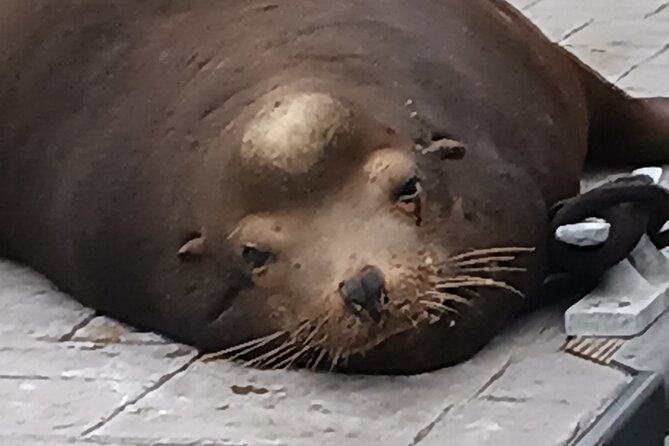 Romantic Luxury Boat Cruise with Wine Cheese Sea LionTours - What Captain Shaun adds to the outing