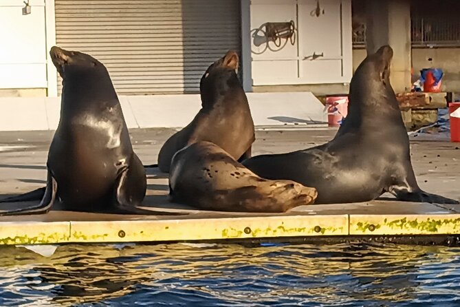 Romantic Luxury Boat Cruise with Wine Cheese Sea LionTours - Who will enjoy this most?