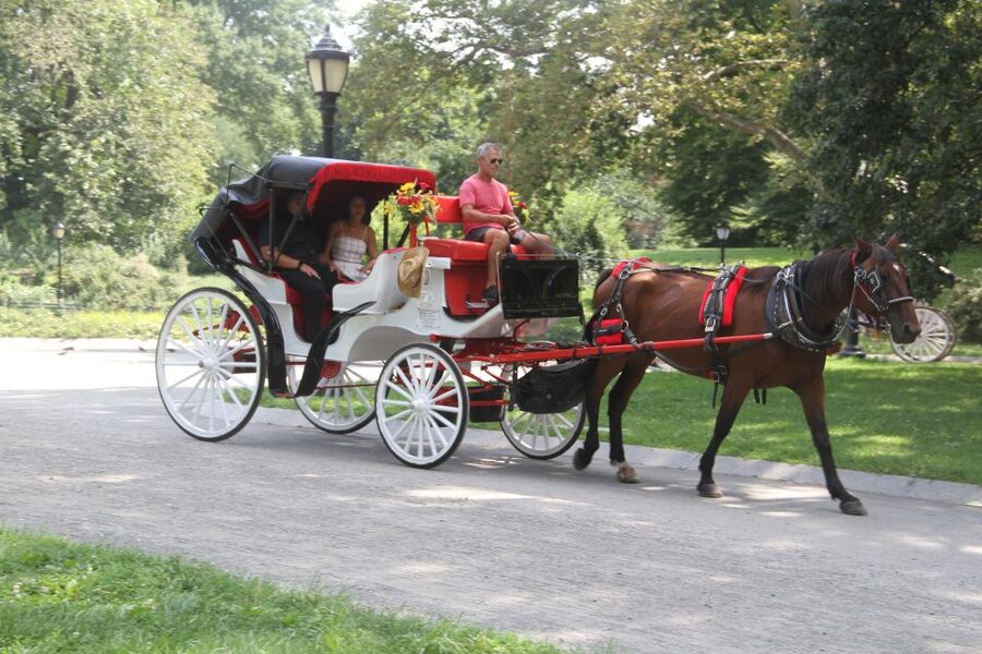 Romantic/Proposal Central Park Carriage Tour Up to 4 Adults - A romantic Central Park setting without the usual city rush