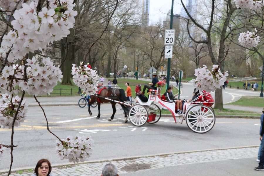 Romantic/Proposal Central Park Carriage Tour Up to 4 Adults - Champagne, roses, and the practical details