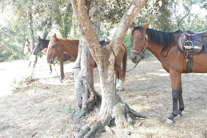 Rome : Horseback Riding with meals and wine included - Who will enjoy this ride most