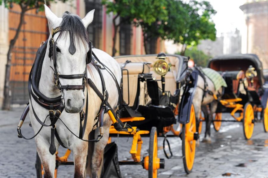 Seville: Authentic and Romantic Horse-Drawn Carriage Ride - Who will enjoy this ride most?