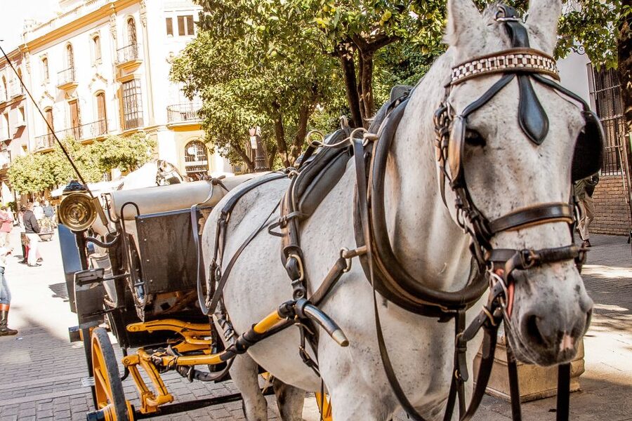 Seville: Authentic and Romantic Horse-Drawn Carriage Ride - Hotel Alfonso XIII and Seville’s grand center