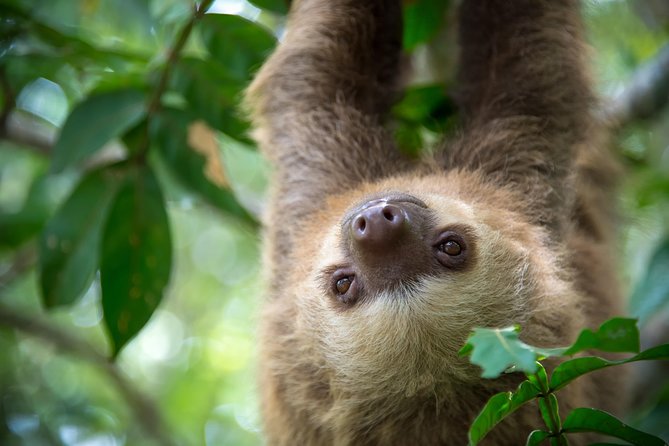 Sloths Lovers Tour. Puerto Limon Shore Excursion - Key points at a glance