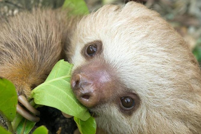 Sloths Lovers Tour. Puerto Limon Shore Excursion - Why this Puerto Limón outing works