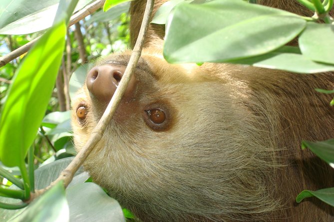 Sloths Lovers Tour. Puerto Limon Shore Excursion - Cahuita National Park: forest, reef, and Caribbean views