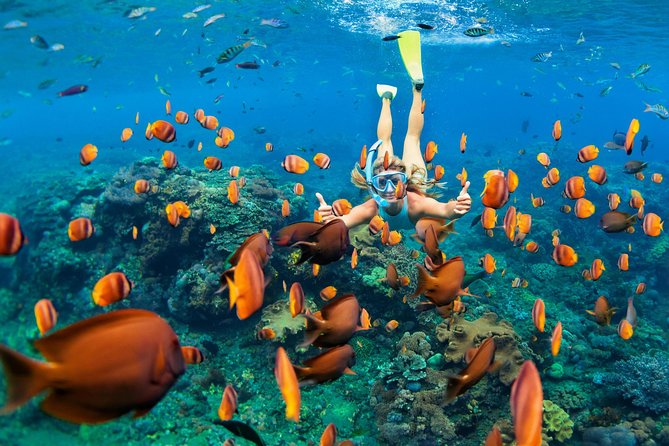 Snorkel & Swim with Turtles. Semi Private Tour to Buck Island & Honeymoon Beach - Turtle Cove brings the best chance of seeing turtles