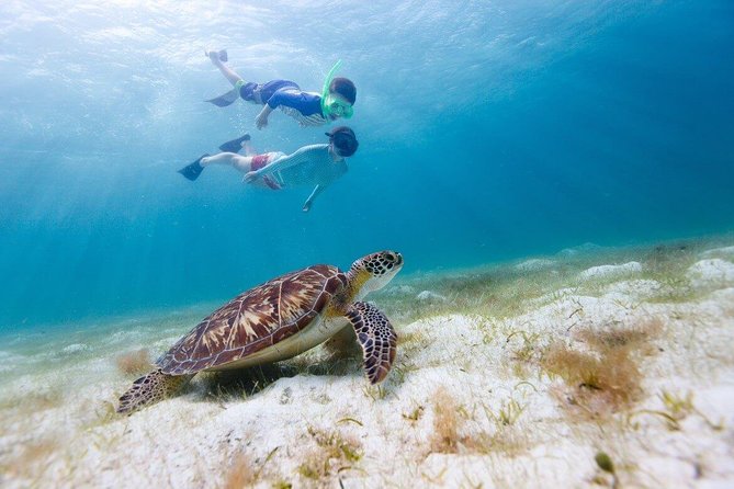 Snorkel & Swim with Turtles. Semi Private Tour to Buck Island & Honeymoon Beach - Buck Island reefs reward patient snorkelers