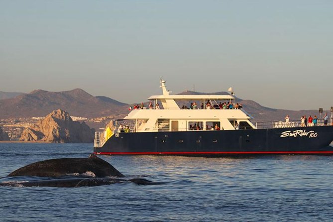 Sunset Dinner Cruise in Los Cabos - Key points to know before you book