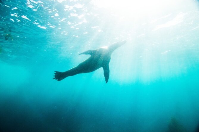 Two Hour Kayak and Snorkel Tour for Two in La Jolla - What the La Jolla kayak and snorkel tour is really like
