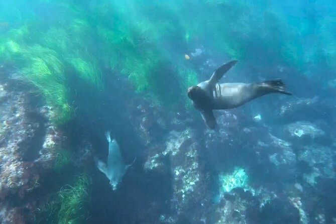Two Hour Kayak and Snorkel Tour for Two in La Jolla - How the guides affect the experience
