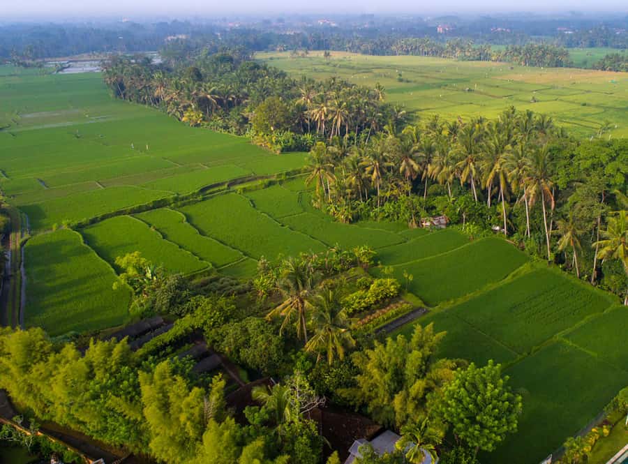 Ubud: Romantic Dinner among the Rice Fields - Booking details that matter