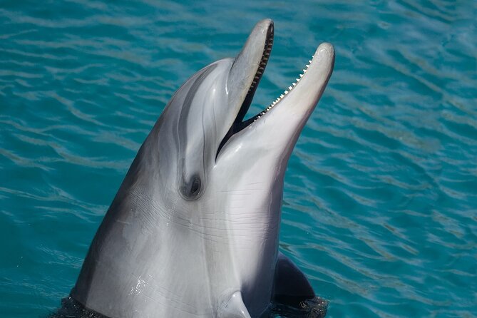 Ultimate Key West Day: Dolphin & Snorkel Combo with Sunset Sail - Key points at a glance