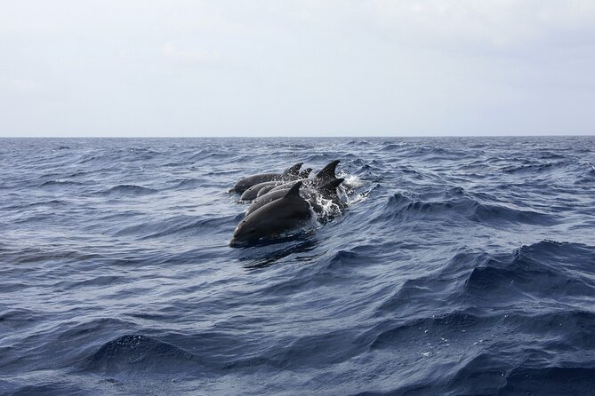 Ultimate Key West Day: Dolphin & Snorkel Combo with Sunset Sail - Who should book this experience