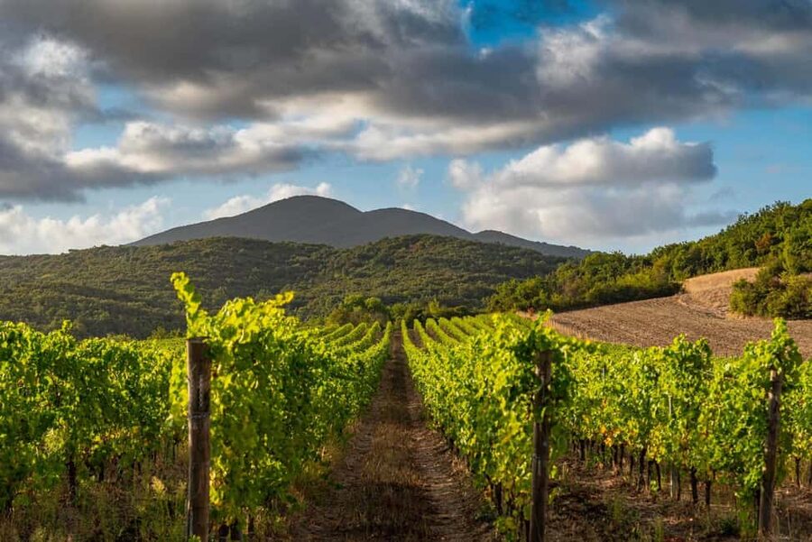 Wine tasting in a romantic castle with archaeologist guide - Five wines, olive oil, and an optional food platter