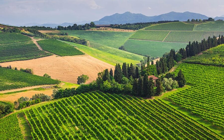 YOUR HONEYMOON IN TUSCANY: Private Chianti Wine Tasting Tour - A Full Tuscan Day Built for Two